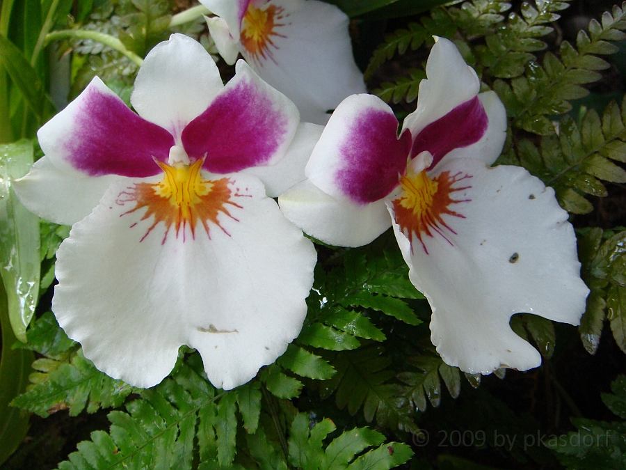 Washington DC [2009 July 04] 112.JPG - Scenes from The United States Botanic Garden